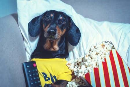 Dachshund watching movies with popcorn and remote control on couch – Dachshund Lovers. Movies about dachshunds