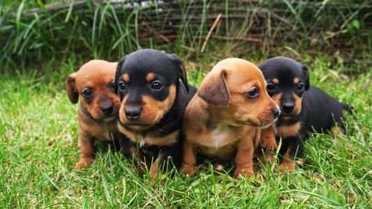 adorable litter of brown and black Dachshund puppies sitting together on green grass 