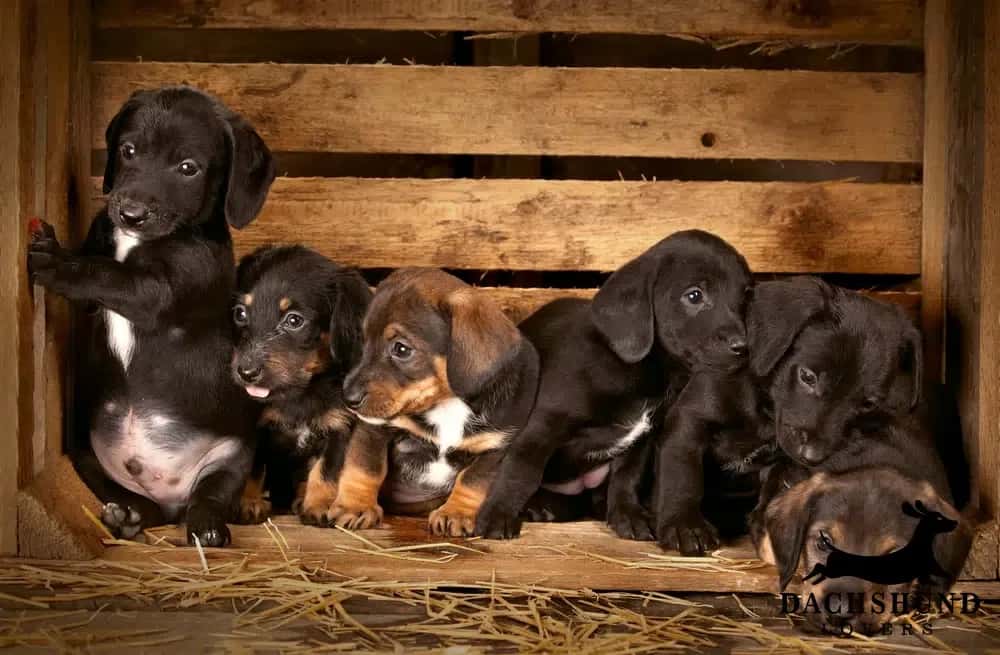 Litter of 3 week old dachshund puppies in wooden crate