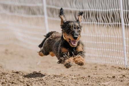 Dachshund Shedding Solutions. Wire-haired Dachshund running outdoors