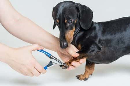 Dachshund nail trimming. Owner carefully trimming Dachshund’s nails with clippers at home 