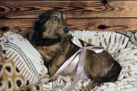 Wire-haired Dachshund resting on soft blanket with pink ribbon around her belly 