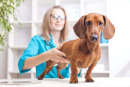 Red smooth-haired Dachshund examined by veterinarian for spinal health checkup 