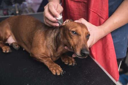 Dachshund having ears gently cleaned by owner during grooming – Dachshund Lovers.