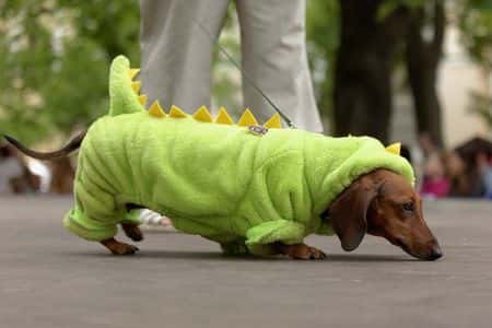 Funny Dachshund dressed in green dinosaur costume walking outdoors – Dachshund Lovers. Dachshund jokes.