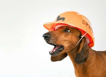 Funny Dachshund wearing orange construction helmet – Dachshund Lovers. Funny dachshund sayings