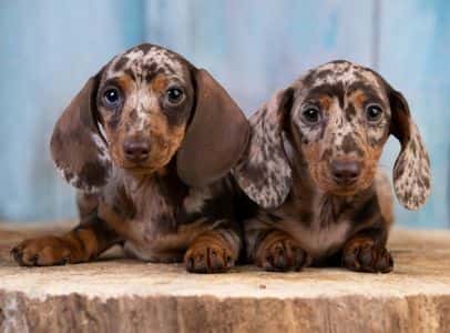 Two adorable brown and silver dapple Dachshund puppies sitting on a wooden surface 