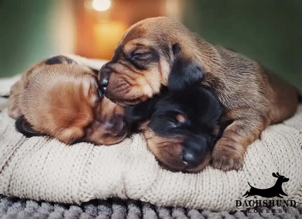8 week dachshund puppy sleep routine – three newborn dachshund puppies cuddled together sleeping on a soft knitted blanket, Dachshund Lovers logo in corner