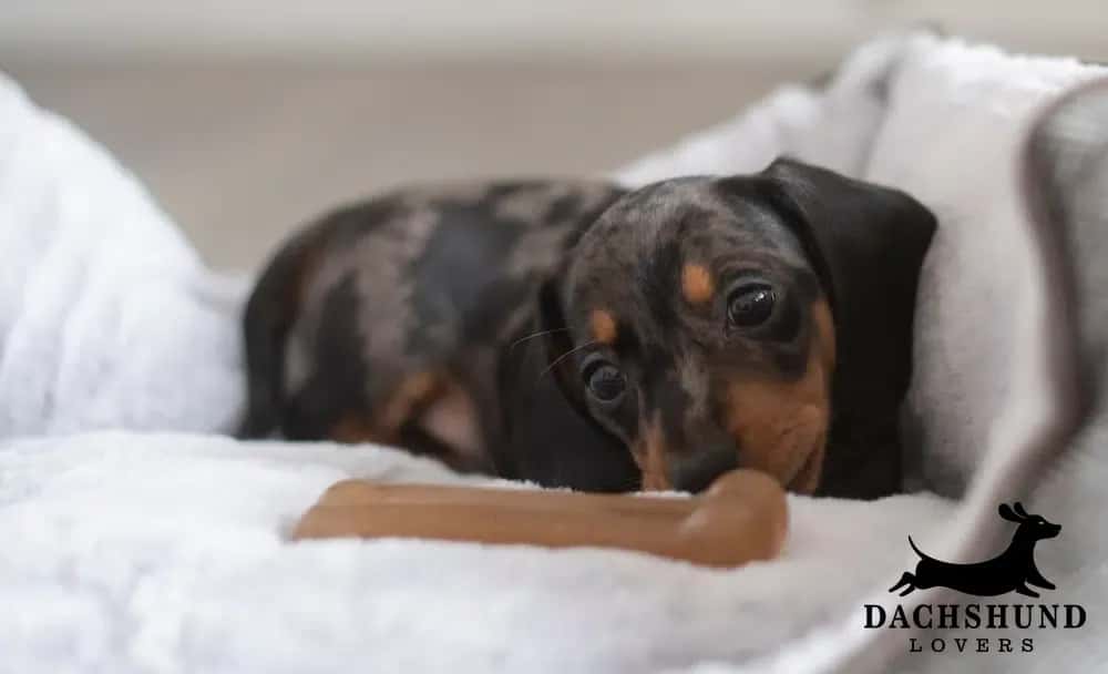 A tiny dachshund puppy with a dappled coat playfully chews a bone-shaped toy on a fluffy white blanket. The logo "Dachshund Lovers" is visible.