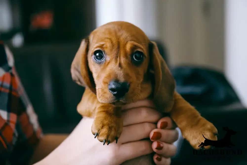 8 week dachshund puppy – young red dachshund being gently held in owner’s hands indoors, looking directly at camera with expressive eyes, Dachshund Lovers logo in corner