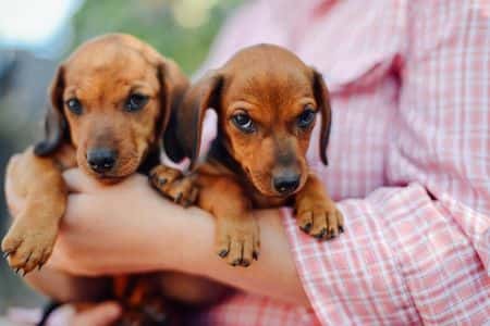 Two adorable Dachshund puppies being held by owner – Dachshund Lovers. Choosing Dachshund names.