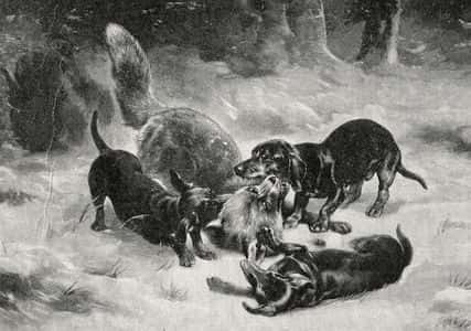 A vintage illustration depicts several dogs surrounding a cornered raccoon in a snowy forest.