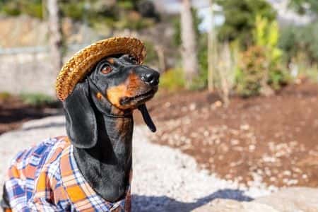 When Is National Dachshund Day – stylish black and tan Dachshund wearing plaid shirt and straw hat outdoors – Dachshund Lovers