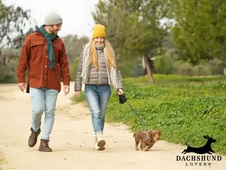 Couple walking a wire-haired dachshund on a leash in a park – best times to walk a dachshund – Dachshund Lovers