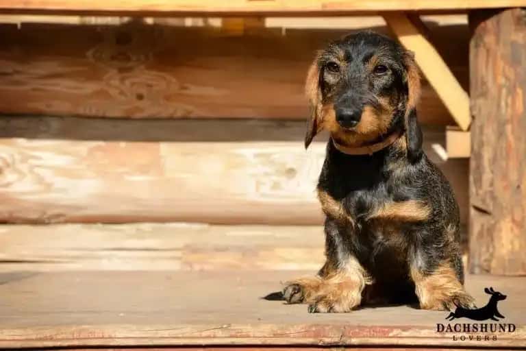 Wirehaired dachshund sitting outside showing signs of allergies and sensitive skin