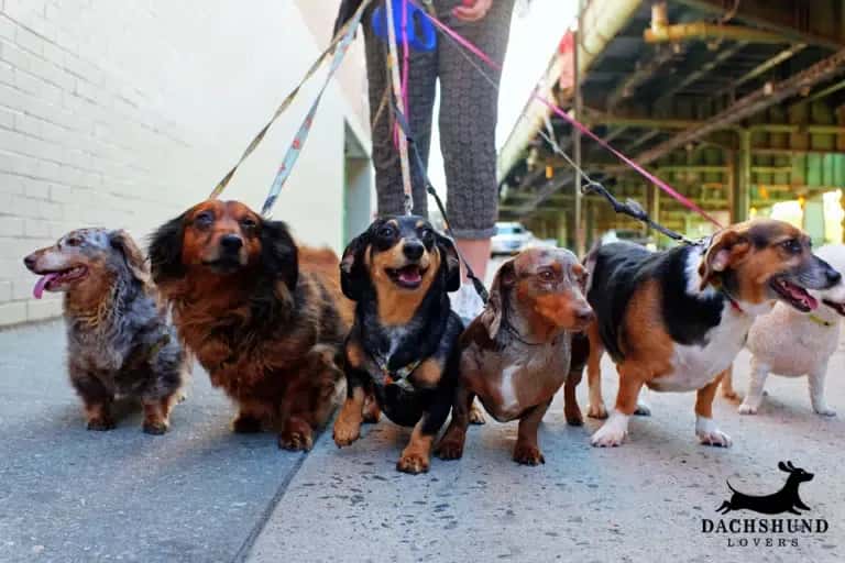 Group of dachshunds walking with leashes – collar vs harness comparison for dachshunds
