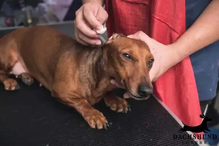 Veterinarian cleaning a dachshunds ears to treat common ear problems