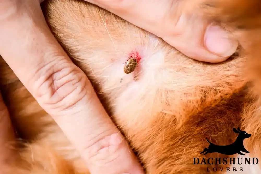 Close-up of dachshund skin with tick bite showing common dachshund skin conditions and parasites