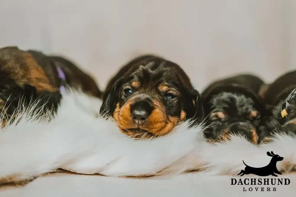Three adorable dachshund puppies rest on a fluffy white blanket, exuding warmth and comfort. The scene is peaceful, with a logo reading "Dachshund Lovers" in the corner.