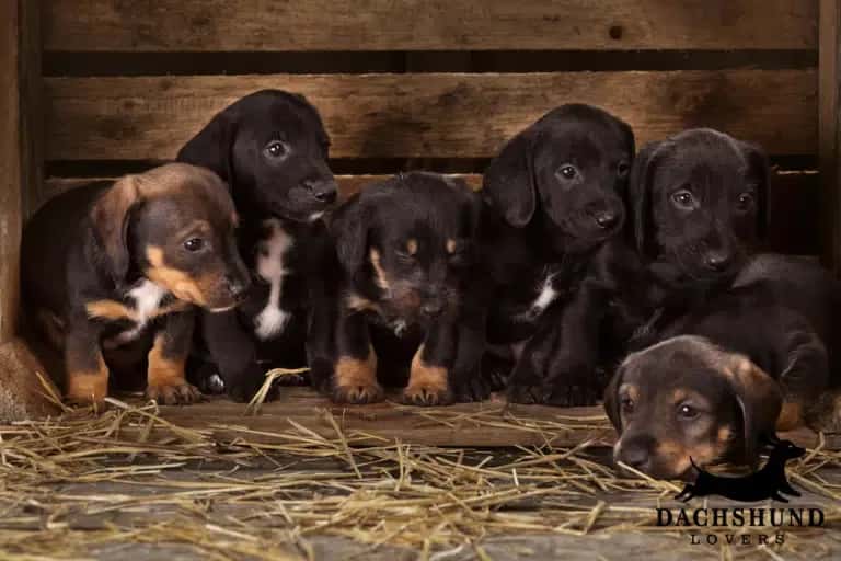 Six adorable dachshund puppies with black and brown fur sit on straw inside a wooden crate, conveying warmth and playful curiosity. "Dachshund Lovers" logo visible.