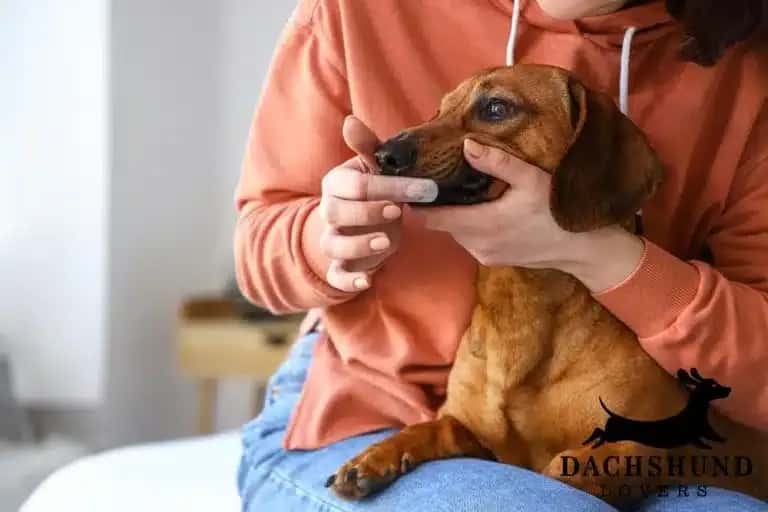 Owner brushing dachshund teeth at home, dachshund dental care and health maintenance