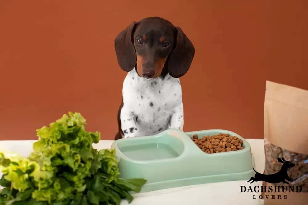 Dachshund puppy diet. with food bowl and healthy diet ingredients