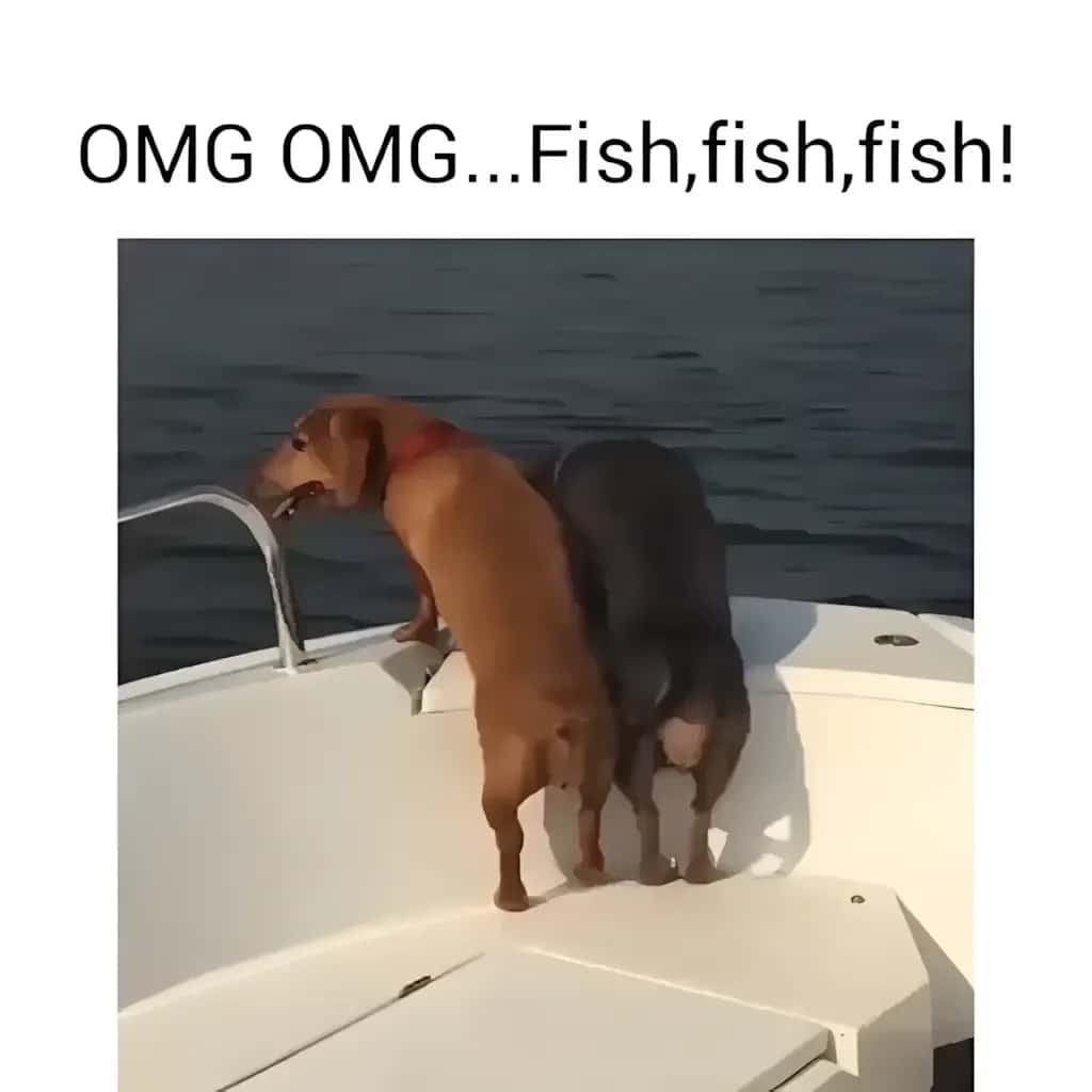 Funny dachshund meme of two dogs on a boat leaning over water with caption OMG OMG fish fish fish.