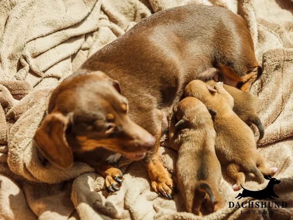Brown dachshund nursing three puppies on a soft, beige blanket. The scene conveys warmth and care, with puppies nestled close to their mother.