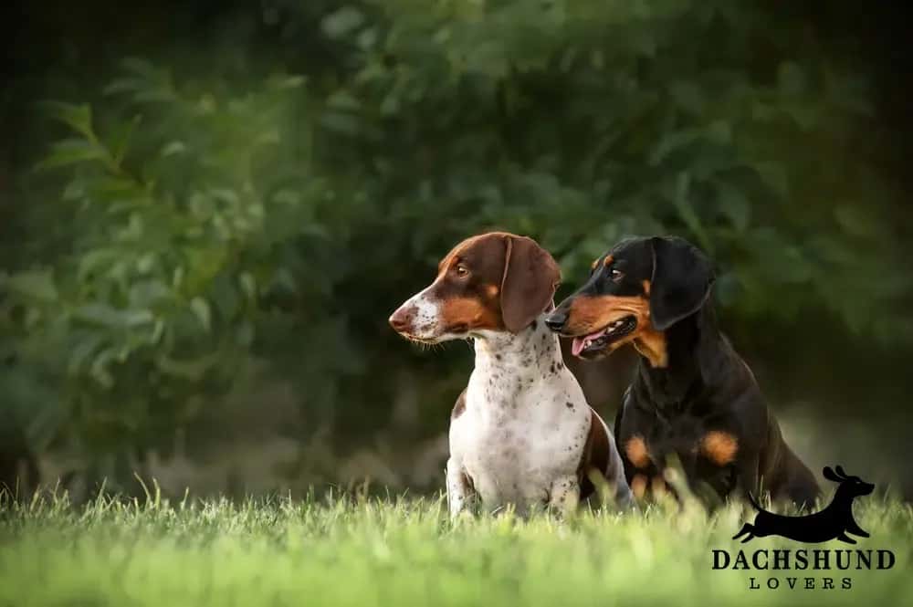 Two dachshunds sit in a grassy field, one with brown and white spots, the other black and tan. They gaze attentively to the right.