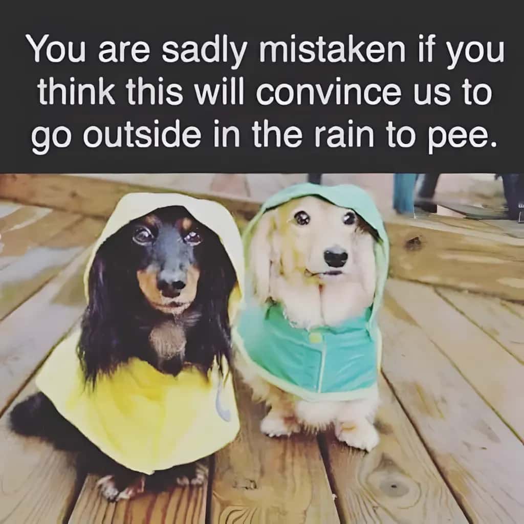 Two dachshunds wearing raincoats, one in yellow and one in green, sitting on a wet wooden deck with the caption You are sadly mistaken if you think this will convince us to go outside in the rain to pee.