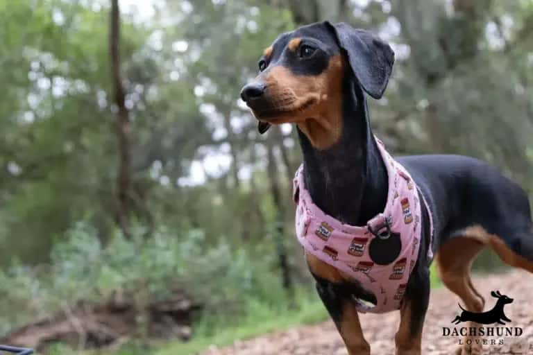 Dachshund wearing a harness outdoors – health risks of wrong neck fit