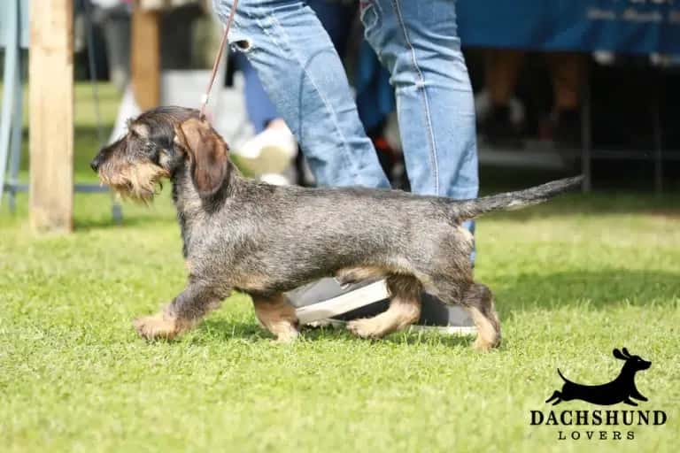 Adult wire-haired dachshund walking on leash outdoors, showing recommended daily exercise needs for adult dachshunds – Dachshund Lovers