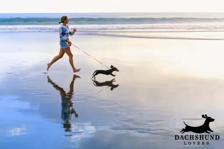 Woman jogging with dachshund on a leash at the beach during sunrise, exercise dachshunds need 