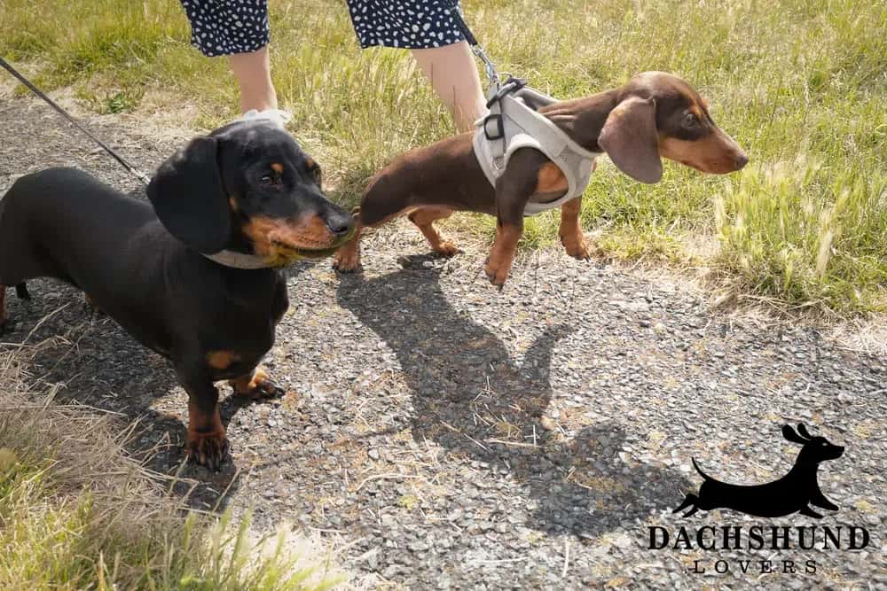 Two dachshunds on leashes walk on a sunny path. One is black and tan, the other is brown. A person in a polka dot skirt accompanies them.