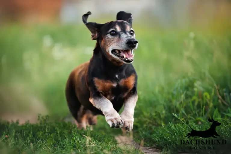 A joyful dachshund with a black and brown coat runs through a lush green field, ears flapping and mouth open in a happy expression. "Dachshund Lovers" logo in corner.