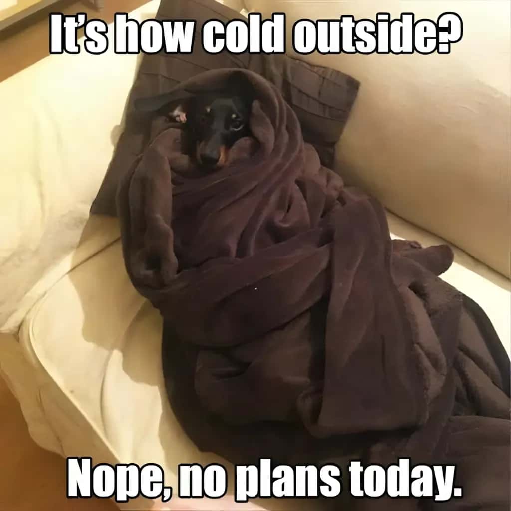 Dachshund wrapped tightly in a big brown blanket on a couch, only its face showing, with the caption It’s how cold outside? Nope, no plans today.