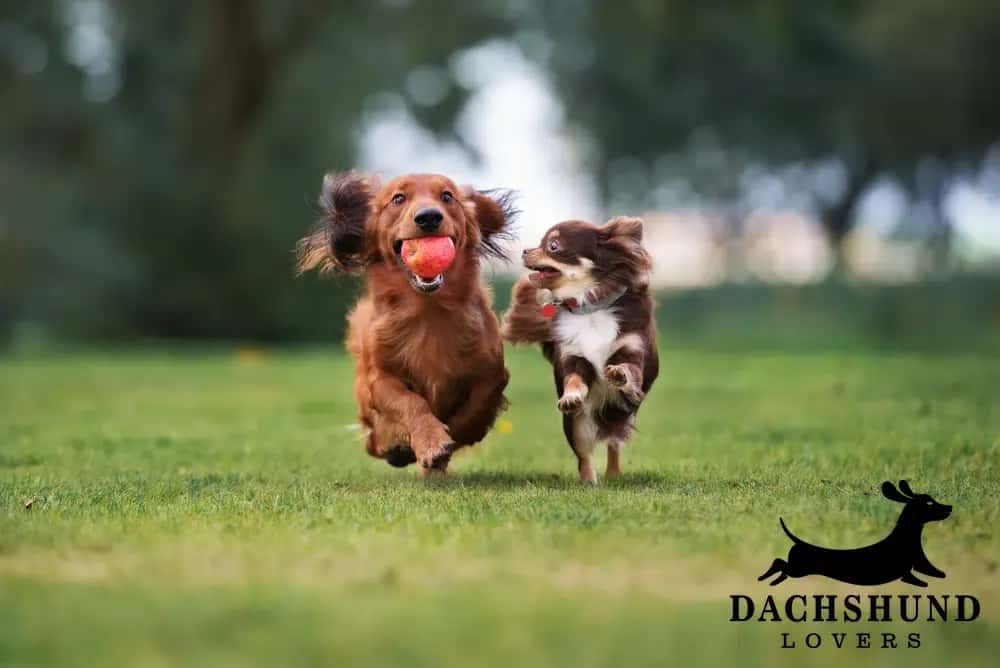 Two dogs, including a dachshund with a ball, running and playing together in a grassy field