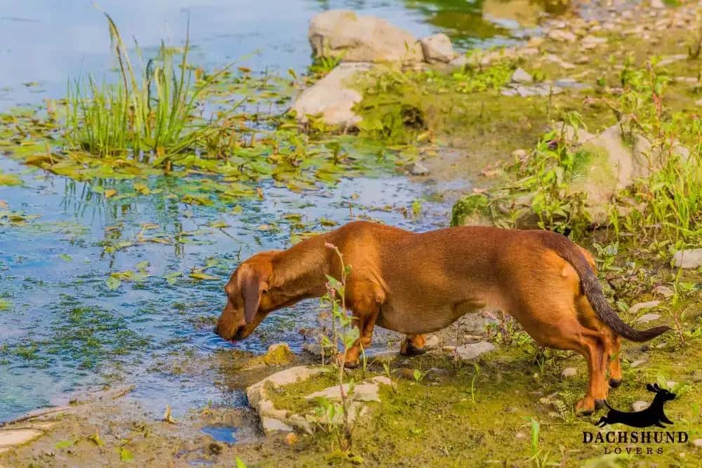 Smooth-haired dachshund drinking water from a stream during a hike – Dachshund Lovers