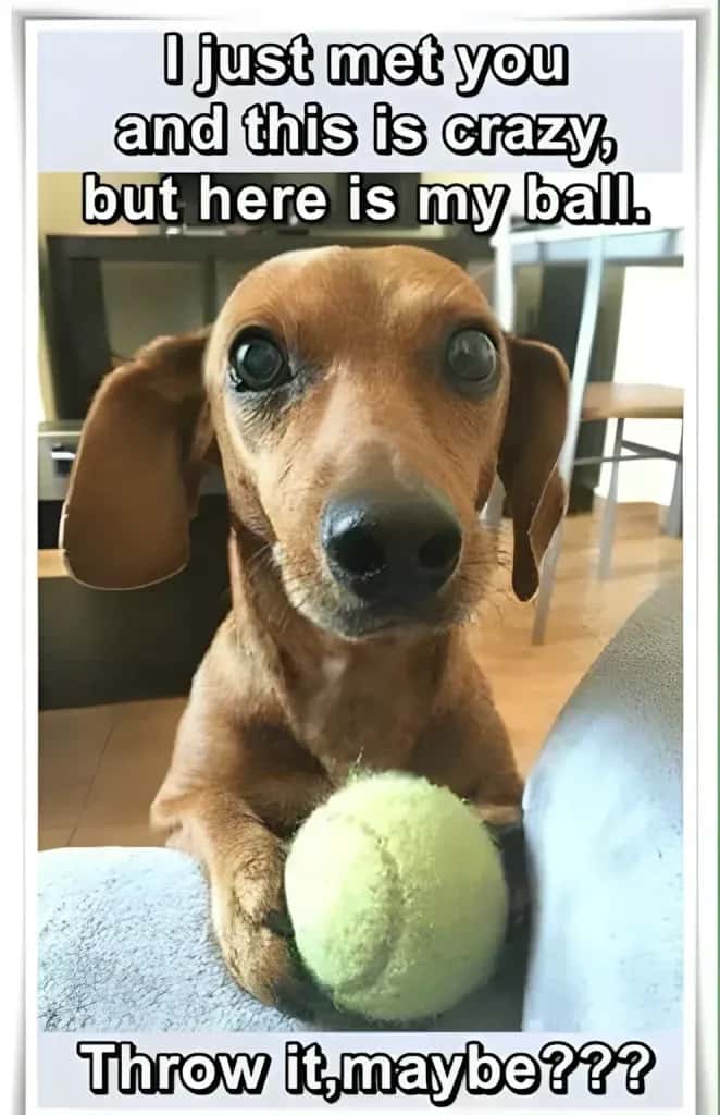 Funny dachshund meme showing a brown doxie holding a tennis ball and staring wide-eyed, caption reads I just met you and this is crazy, but here is my ball