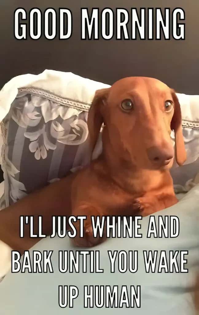 Funny dachshund meme with a doxie lying in bed and caption I'll just whine and bark until you wake up human