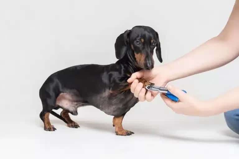 Dachshund having nails trimmed to prevent paw health problems and injuries
