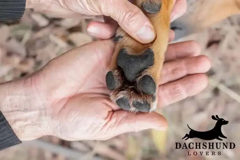 Close-up of dachshund paw being examined for pad injuries and health issues