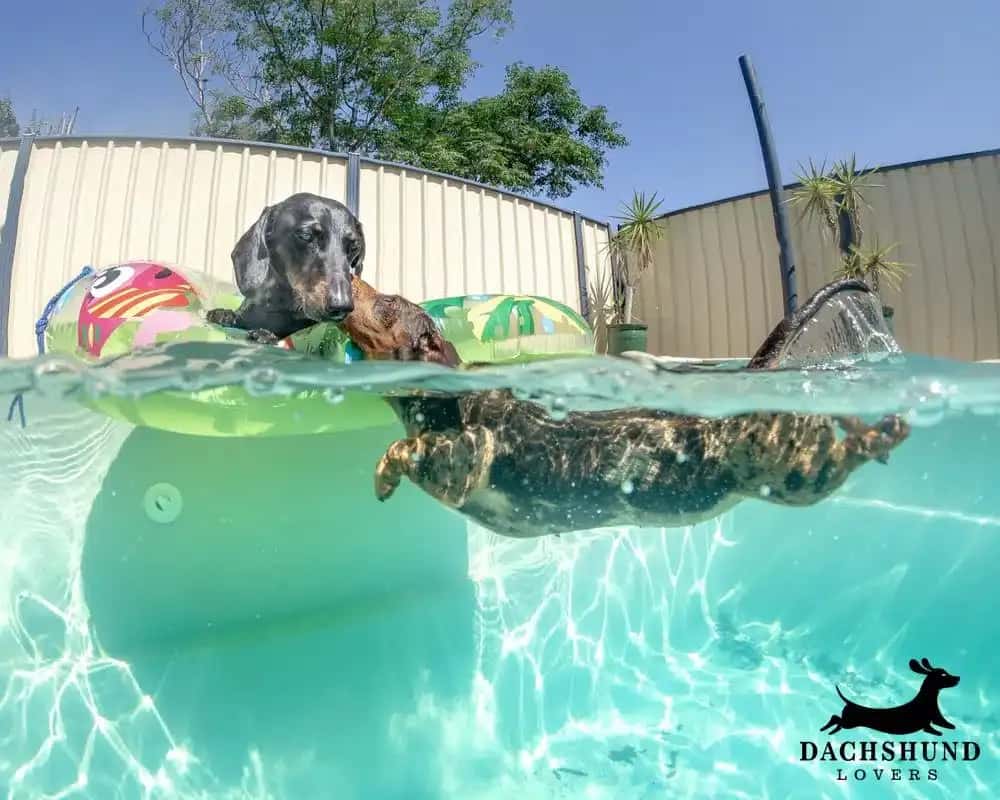 Two dachshunds swimming and playing in a backyard pool, one floating on an inflatable
