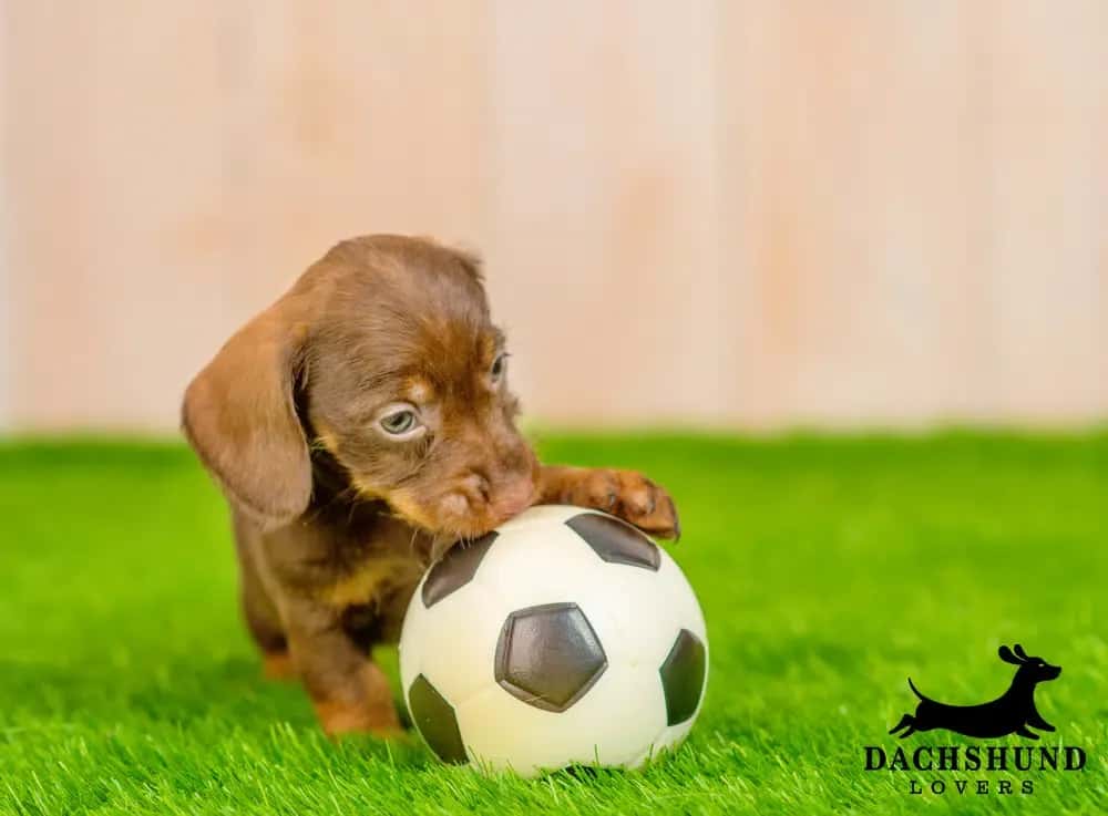 Play training foundations at 8 weeks – chocolate dachshund puppy playing with a small soccer ball on green grass, Dachshund Lovers logo in corner.