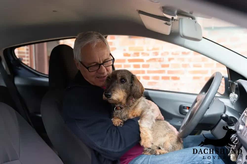 Senior man holding wirehaired dachshund on his lap inside a car before traveling