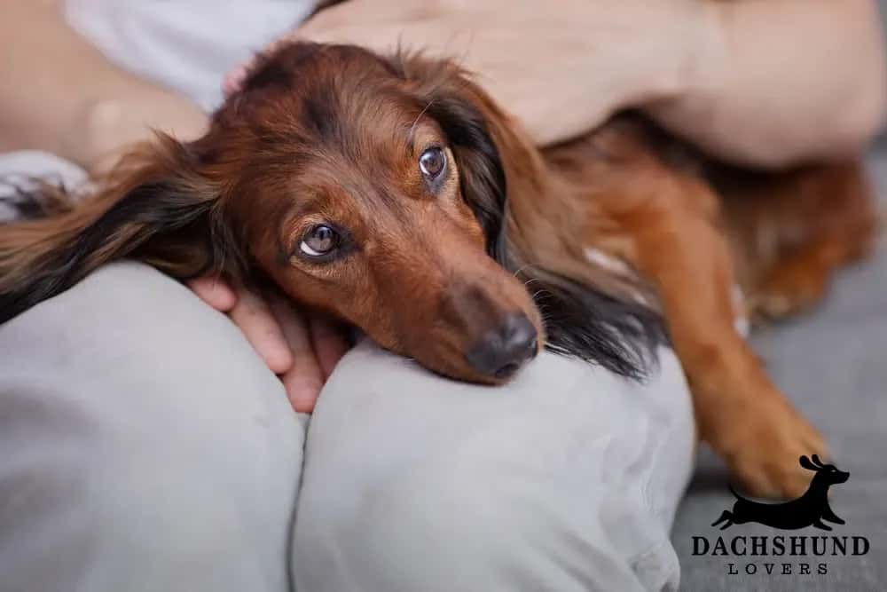 Long-haired dachshund with watery eyes resting on owner’s lap, showing early signs
