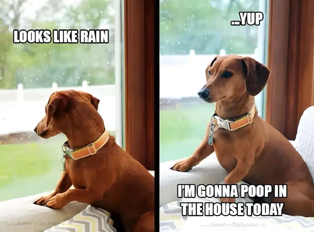 Funny dachshund meme of dog looking out rainy window with captions looks like rain and yup I’m gonna poop in the house today