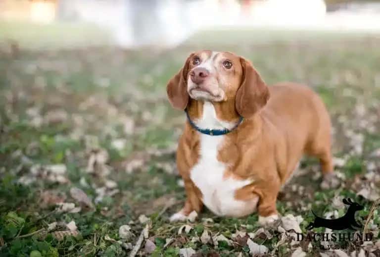Brown and white dachshund with a blue collar stands on grass covered with leaves, looking upward