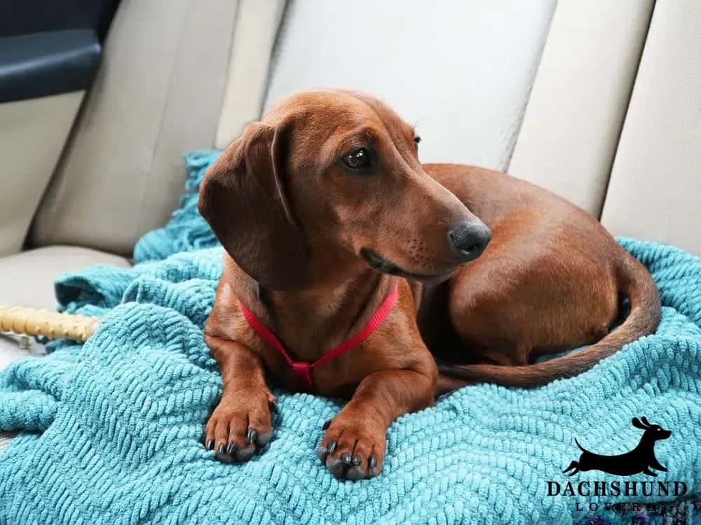 A brown dachshund with a red harness rests on a blue blanket in a car seat, looking to the side.
