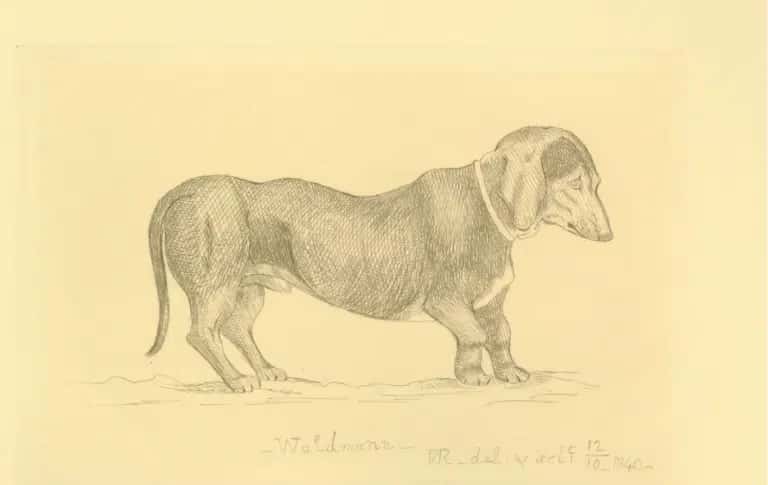 A dog, full length, facing right, labelled "Waldmann" bending its right paw slightly. 1840
